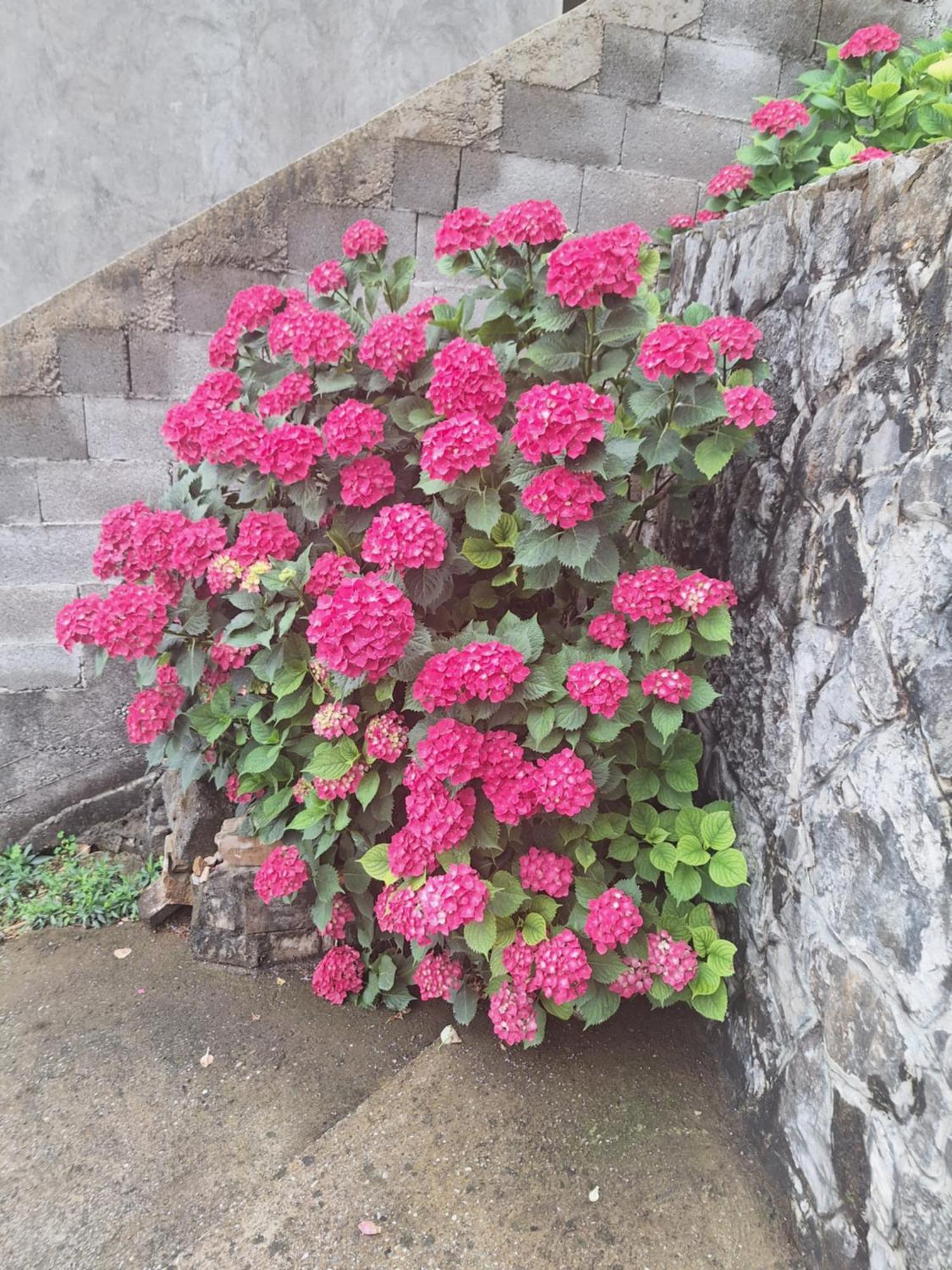 Apartmani Ruza 波德戈里察 外观 照片