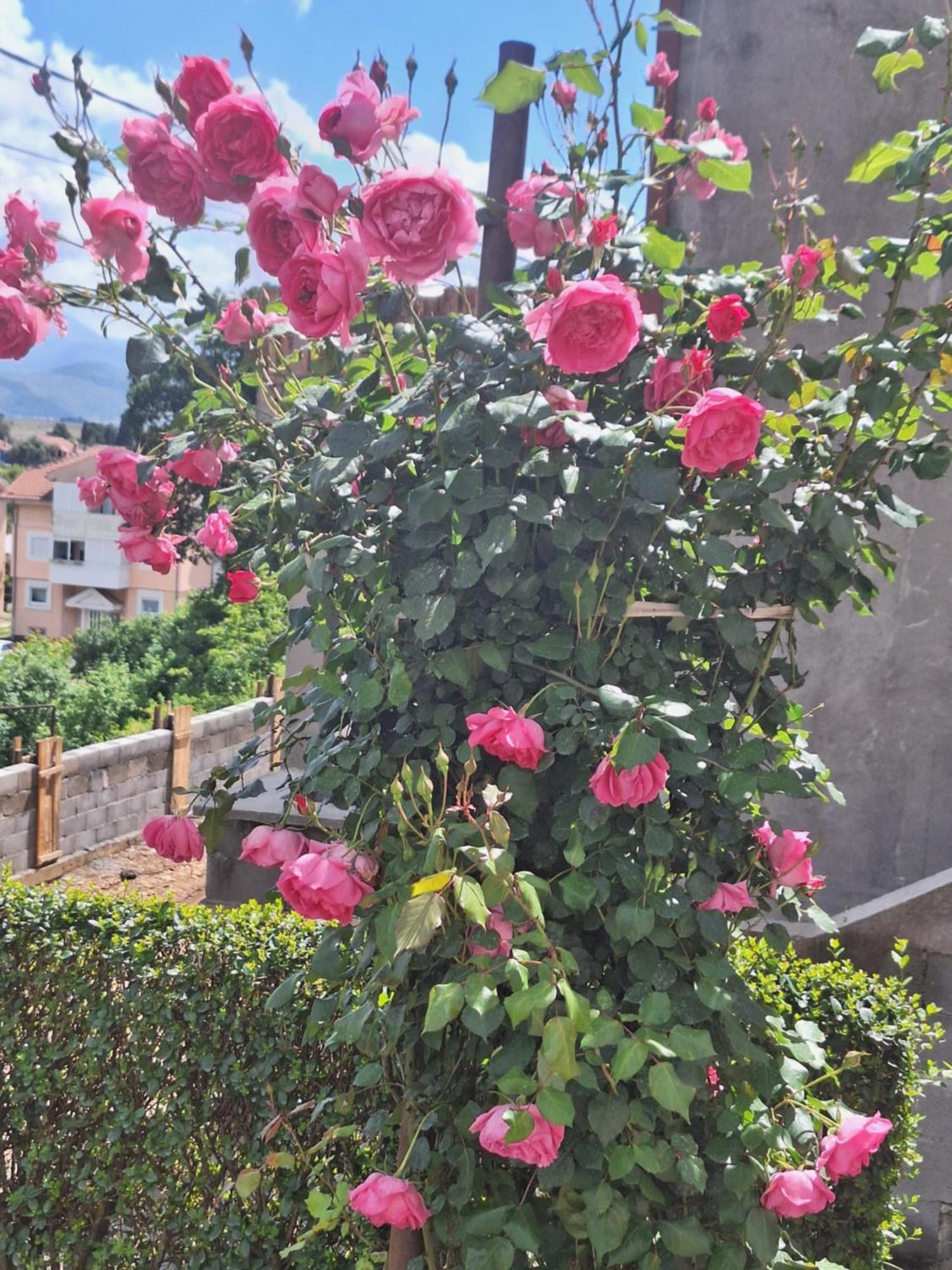 Apartmani Ruza 波德戈里察 外观 照片